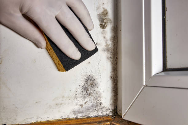 Professional Mold Removal in Whidbey Island Station, WA