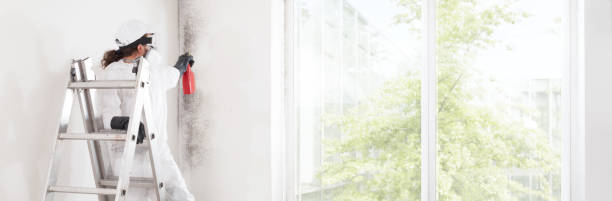 Best Attic Mold Removal  in Whidbey Island Station, WA